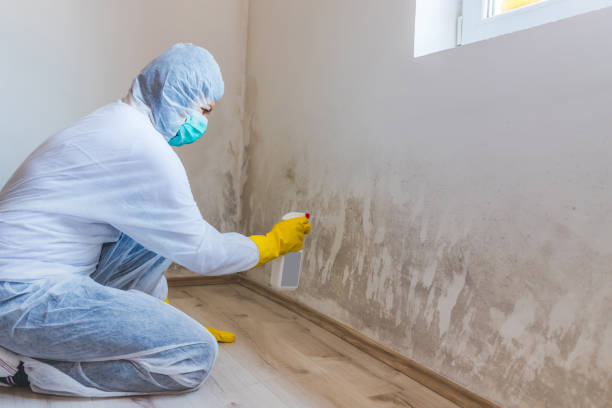 Black mold inspection in Woodland