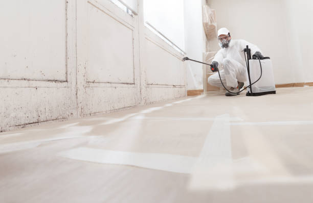 Black mold remediation team in Woodland